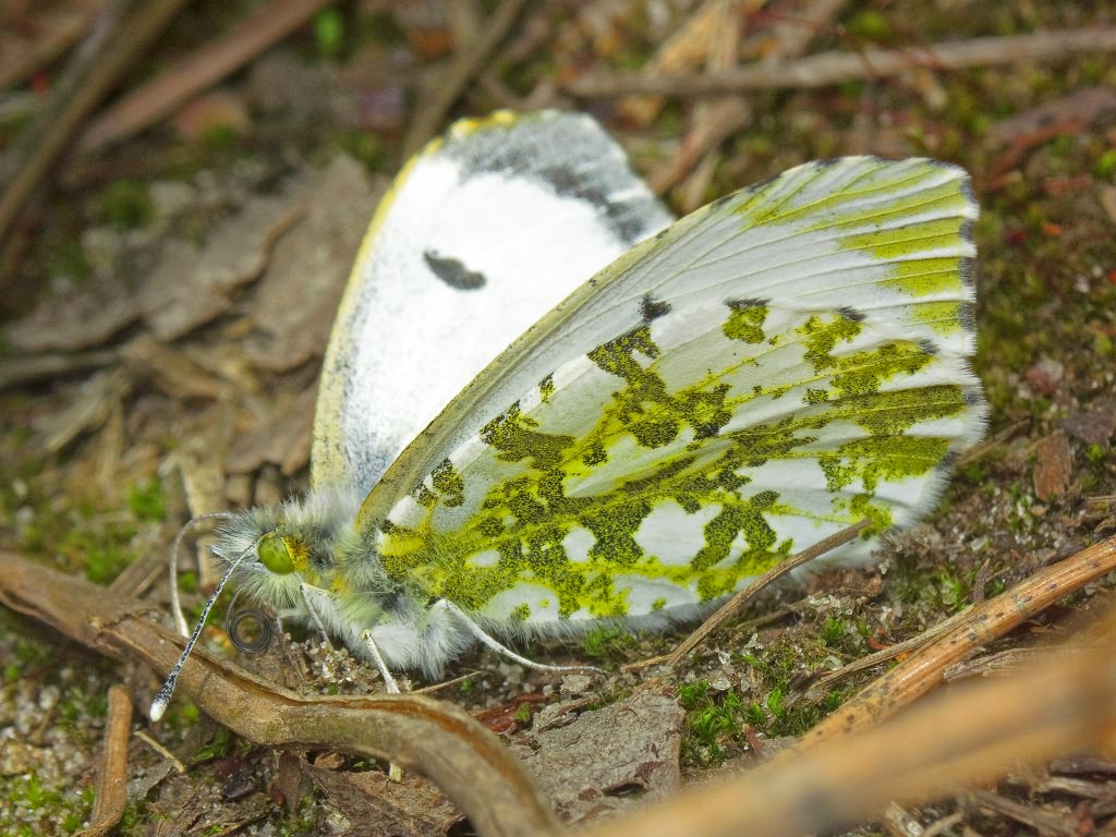 Anthocharis cardamines (Linnaeus, 1758)